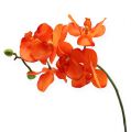 Floristik24 Orkideahaara oranssi 61cm
