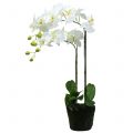 Floristik24 Valkoinen orkidea 65 cm polttimossa