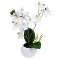 Floristik24 Orkideat ruukussa 30cm valkoinen
