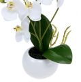 Floristik24 Orkideat ruukussa 30cm valkoinen