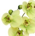 Floristik24 Orkideat vihreässä ruukussa H30cm