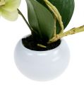 Floristik24 Orkideat vihreässä ruukussa H30cm