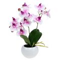 Floristik24 Orkideat ruukussa H30cm valkoinen-vaaleanpunainen