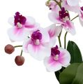 Floristik24 Orkideat ruukussa H30cm valkoinen-vaaleanpunainen
