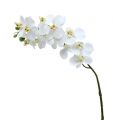 Floristik24 Orkideahaara valkoinen L58cm