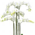 Floristik24 Valkoinen orkidea 118cm pallossa