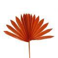 Floristik24 Palmspear Sun mini Orange 50kpl