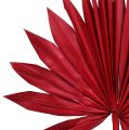 Floristik24 Palmspear Sun mini punainen 50kpl