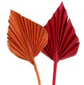 Floristik24 Palmspear lajitelma punainen/oranssi 50kpl