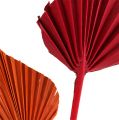 Floristik24 Palmspear mini lajike. Punainen/oranssi 100kpl