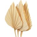 Floristik24 Palmspear Palmulehtiä Luonnollinen koriste Valkaistu 12,5×38cm 4kpl