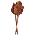 Floristik24 Palmspear palmulehtiä luonnollinen koriste ruskea 5-9×14cm L35cm 4kpl