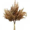 Floristik24 Keinotekoinen Pampas Grass ruskea kuiva Deco koriste ruoho 35cm 4kpl 4kpl