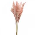 Floristik24 Pampas ruohokuivattu pinkki kuiva kukkakauppa 65-75cm 6kpl nippuna