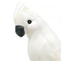Floristik24 Papukaijat höyhenillä valkoinen Keinotekoinen kakadu koristelintu 4kpl