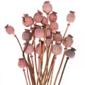 Floristik24 Dry Deco Poppy Kapselit Vaaleanpunaiset Unikonväriset Kuivatut kukat 75g