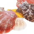 Floristik24 Kampasimpukat, merikoristeita, kampasimpukka värikäs H4,5-8cm 1kg