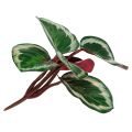 Floristik24 Kasvien trooppinen vihreä, vaaleanpunainen 20cm