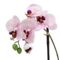 Floristik24 Keinotekoinen Phalaenopsis violetti-valkoinen kulhossa H38cm