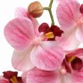 Floristik24 Keinotekoinen orkideahaara Phaelaenopsis Pink H49cm
