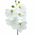 Floristik24 Keinotekoinen orkideahaara Phaelaenopsis White H49cm