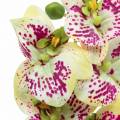 Floristik24 Keinotekoinen orkideahaara Phaelaenopsis Green Pink H49cm
