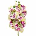 Floristik24 Keinotekoinen orkideahaara Phaelaenopsis Green Pink H49cm