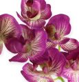 Floristik24 Orkidea Phalaenopsis Purple-Cream 62cm