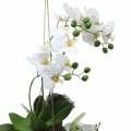 Floristik24 Orkidea saniais- ja sammalpalloilla Keinotekoinen valkoinen riippuva 64cm