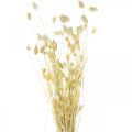 Floristik24 Phalaris ruoho, kuivattu kukkakimppu, kuivattu kiiltävä ruoho, valkaistu L30-60cm 50g