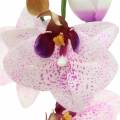 Floristik24 Keinotekoinen orkidea Phaleanopsis Valkoinen, Violetti 43cm