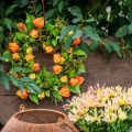 Keinotekoinen Physalis-seppele, oranssi ja vihreä, Ø28cm, syyskoriste | Floristik24.fi