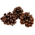 Floristik24 Pinus Pinea medium 10/14cm luonnollinen 50p