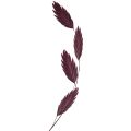 Litteäkorvainen heinä kuiva heinä Chasmantium violetti 70cm 10 kpl | Floristik24.fi