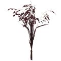 Litteäkorvainen heinä kuiva heinä Chasmantium violetti 70cm 10 kpl | Floristik24.fi