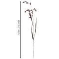 Litteäkorvainen heinä kuiva heinä Chasmantium violetti 70cm 10 kpl | Floristik24.fi