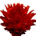 Floristik24 Plumosum 1 punainen 25kpl