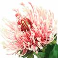 Floristik24 Protea keinotekoinen vaaleanpunainen 73cm