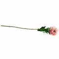 Floristik24 Protea keinotekoinen vaaleanpunainen 73cm