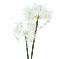 Floristik24 Keinotekoinen niitty kukka jättiläinen voikukka valkoinen 57cm