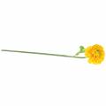 Floristik24 Ranunculus keltainen H45cm