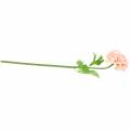 Floristik24 Ranunculus persikka K45cm