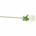 Floristik24 Ranunculus valkoinen H45cm