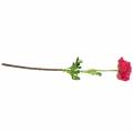 Floristik24 Ranunculus tummanpunainen keinotekoinen 51cm