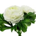 Floristik24 Ranunculus-kimppu valkoinen L18cm