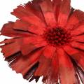 Floristik24 Repens rosetti punainen 8cm - 9cm 25p