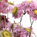 Floristik24 Olkikukat kuivatut kukat vaaleanpunainen acroclinium nippu 20g