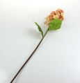 Floristik24 Panicle hydrangea korallissa, kerma 74cm