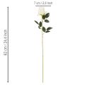 Tekoruusu, pitkävartinen, maljakkoon, 62 cm, 12 kpl | Floristik24.fi