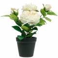 Floristik24 Pioni ruukussa, romanttinen koriste ruusu, kermainen valkoinen silkkikukka